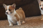 Pembroke welsh corgi tata