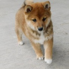 Rozkon tata shiba inu na prodej