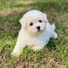 Bichon frize tata na prodej.