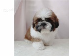 tata shih tzu