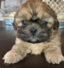 krsn pstounsk shih tzu k adopci