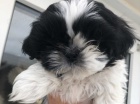 tata shih tzu.