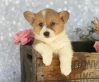 Ndhern vrh vzcnho plemene v etin - Pembroke Welsh Corgi