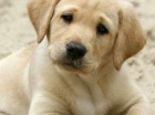 labradorsky retriever