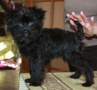 K dispozici tata Affenpinscher.