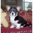 K dispozici jsou tata Cardigan Welsh Corgi