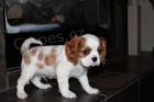 K dispozici tata Cavalier King Charles Spaniel