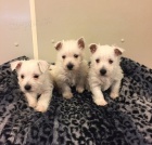 tata West Highland White Terrier na prodej