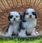 tata Shih Tzu pipravena