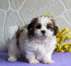 tata Shih Tzu pipravena