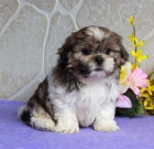 tata Shih Tzu pipravena