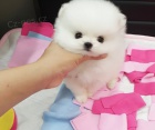 Mini pomeranian bez PP