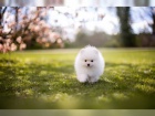 Nmeck pic pomeranian - tn