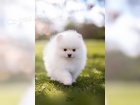 Nmeck pic pomeranian - tn