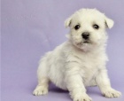 tata West Highland White Terrier k adopci