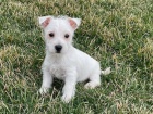 tata West Highland White Terrier k adopci