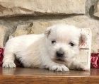 tata West Highland White Terrier k adopci