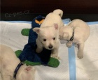 tata West Highland White Terrier pipravena