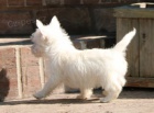 tata West Highland White Terrier pipravena