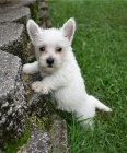 tata West Highland White Terrier pipravena