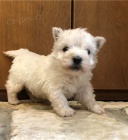 Hrav tata West Highland White Terrier pipravena