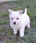 Hrav tata West Highland White Terrier pipravena