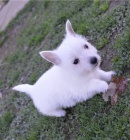 Hrav tata West Highland White Terrier pipravena