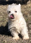   Hrav tata West Highland White Terrier pipravena.