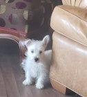   Hrav tata West Highland White Terrier pipravena.