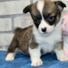 krsn tata americkho corgi k adopci