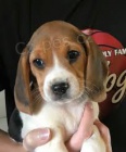 tata beagle jsou nyn k dispozici