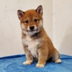 Rozkon tata shiba inu na prodej