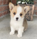 Pembroke Welsh Corgi Puppies tata na prodej.