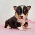 Pembroke Welsh Corgi Puppies tata na prodej.