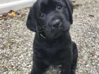 labradorsky retriever