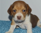 krsn tn beagle k dispozici k adopci