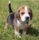 K dispozici tata Beagle