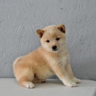 Inteligentn tata Shiba Inur pipraven k adopci 