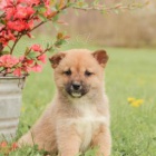 Inteligentn tata Shiba Inur pipraven k adopci 