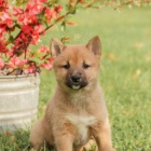 Inteligentn tata Shiba Inur pipraven k adopci 
