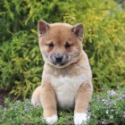 Inteligentn tata Shiba Inur pipraven k adopci 