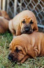 dispozici ttka Bloodhound..