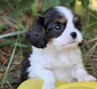 krsn tn kavalrskho krle k dispozici k adopci