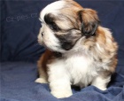 tata shih tzu