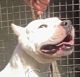 Dogo Argentino tata