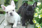  ttka FRENCH BULLDOG k adopci.