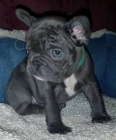  ttka FRENCH BULLDOG k adopci.