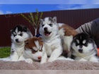  Sibisk Husky tatka- Chlapci a dvky s modrmi oima