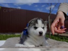  Sibisk Husky tatka- Chlapci a dvky s modrmi oima