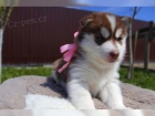  Sibisk Husky tatka- Chlapci a dvky s modrmi oima